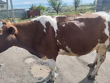 С/х животные и товары: Продаю | Корова (самка) | Для молока | После отела — 2