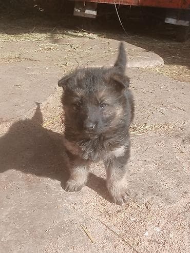 заберу собаку: Немецкая овчарка, 2 месяца, Самка — 1