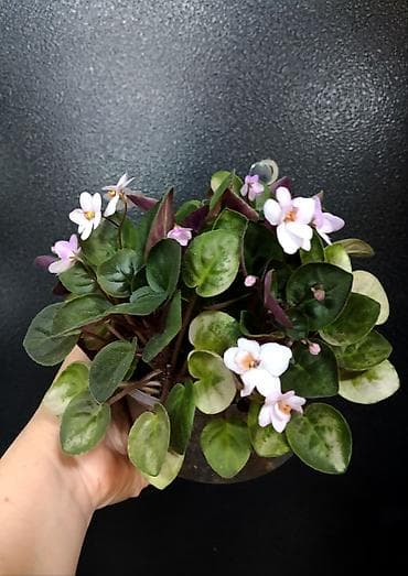 Фиалки и глоксинии: Продаю взрослые фиалки 🌺🌺🌺.Цена 300-350-400.Нахожусь в районе Тоголок — 3