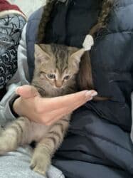 домик для кот: Котята ищут любящую семью и заботливые руки.Только в ответственные — 3