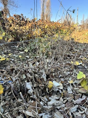 уголь на дом: Саженцы малины (корневые отпрыски/делёнки) Местный Сорт геракл не — 1