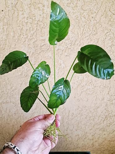 растения для пруда: Аквариумные растения Anubias (анубиас) - Несколько кустиков с — 1