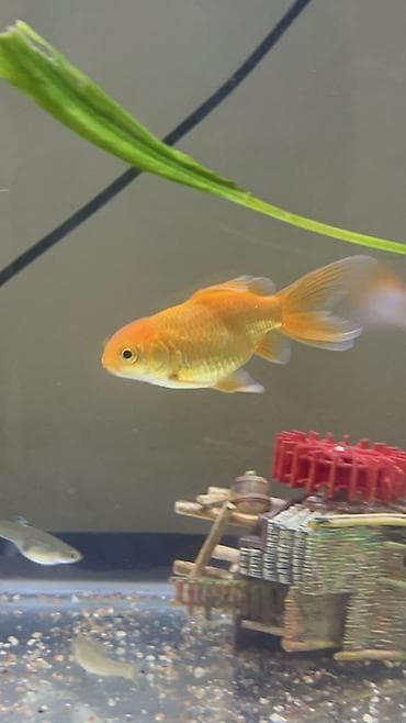Башка жаныбарлар: Золотая рыбка (карп коими/гуппи не предлагаются) — декоративная — 1