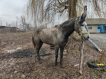 бышты: Сатам | Жылкы (эркек) — 2