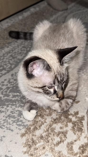 Мышыктар сатылат: Мышык бекер берилет: Сиам, 5 айлык, Эркек, Документтери менен, Эмделген, Курттардан тазаланган — 4