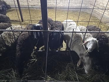 кант бараны: Продаю | Овца (самка) | Полукровка | Для разведения | Матка — 6