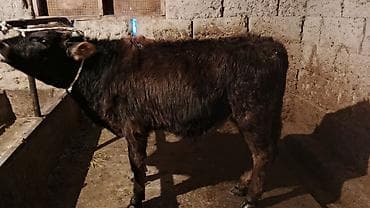 продаю бройлеров: Продаю | Тёлка | На откорм | Привязанные — 2