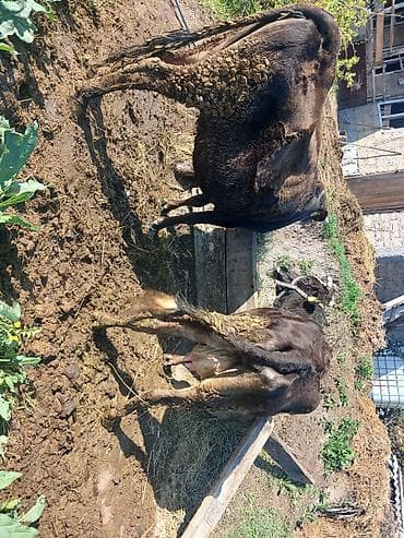 ангусы 3 месица: Продаю | Музоо, торпок | Швицкая | Для молока | Привязанные — 6