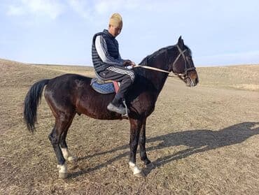 хочу купить щенка немецкой овчарки: Продаю | Конь (самец) | Рабочий — 2