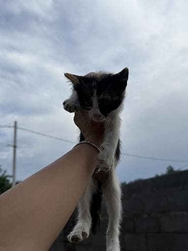 кошка каракол: Котята, короткошёрстные, домашние. - Окрас: один тигровый табби — 3