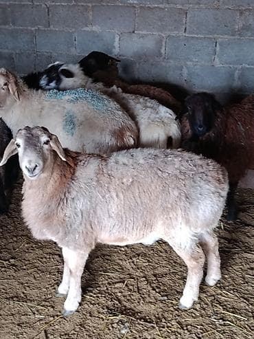 бараны куплю: Продаю | Овца (самка) | Гиссарская, Полукровка, Меринос | На забой, Для разведения, Для шерсти | Котные, Кастрированные, Матка — 2