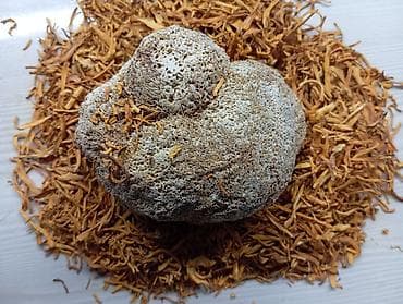 мицелий грибов вешенки купить: Цена за 60 капсул. так же есть в наличии 🍄🍄🍄.Капсулы «Кордицепс + — 1