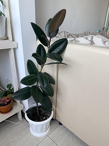 фикус сколько стоит: Продам фикус 2000с — 2