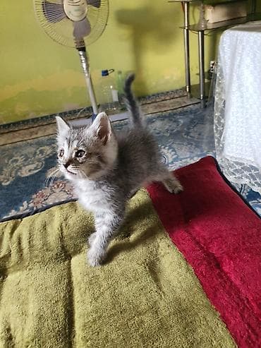 Отдам даром кошку: Кошка даром: Беспородная, Мальчик — 1