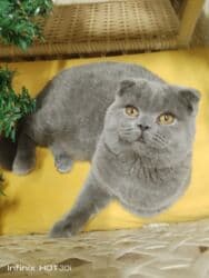 домик для кот: Скотиш Фолд (Шотландская вислоухая), 4 месяца, Мальчик, Голубой, Приучена к лотку, Проглистована, С документами — 3