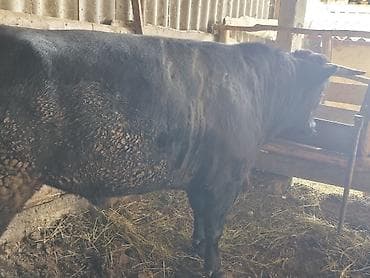 ветеринарные услуги: Продаю | Бык (самец) | Абердин-ангус | На забой — 5