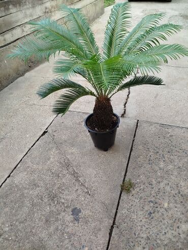 фикус пальма: Цикас-комнатный цветок из разряда"элитных":выглядит — 2