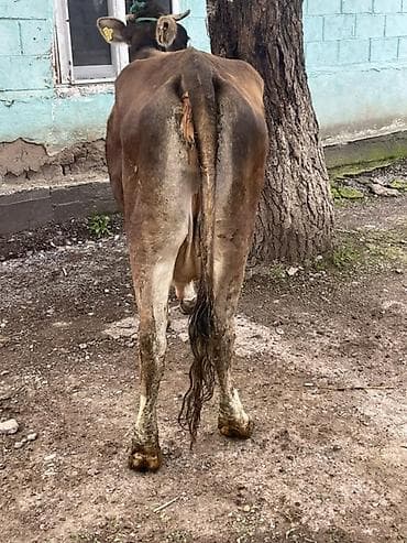 продать цыплят брамы: Продаю | Корова (самка) | Швицкая | На откорм — 7