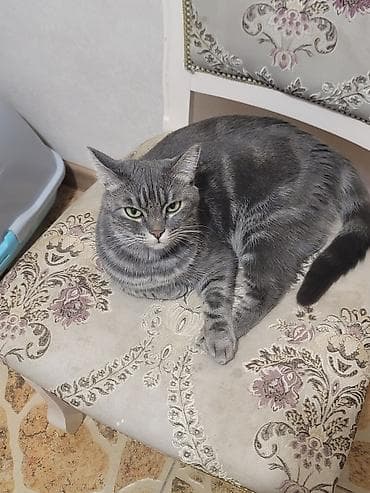 домашний животные: Кошка даром: Беспородная, 2 года, Девочка, Приучена к лотку — 3