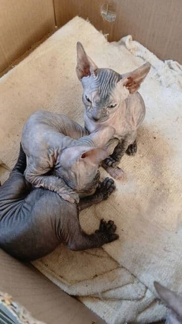 кошка сфинкс с шерстью: Донской сфинкс,котята резинки,всё котята лысые 3 девочки и 1 — 5