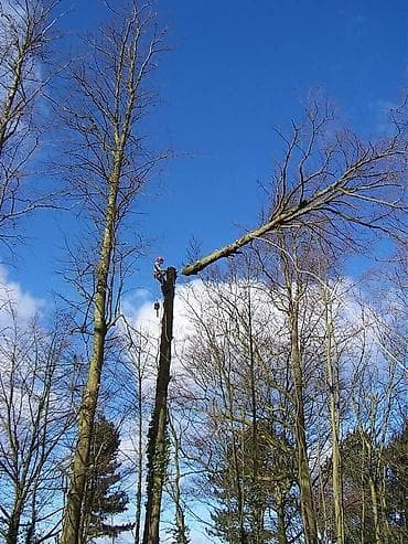 леса прадаю: Спил Дерево Профессиональные работы по деревьям - Высотная обрезка и — 1
