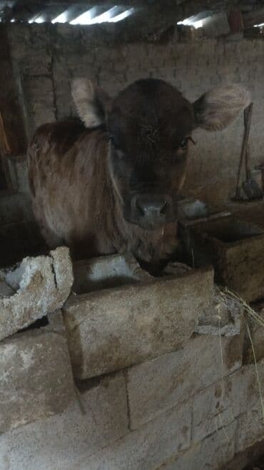 Продаю | Музоо, торпок | Полукровка | На откорм