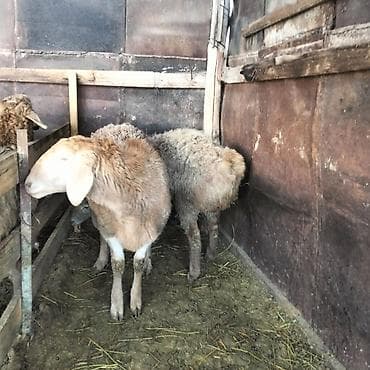 собака лайки: Продаю | Баран (самец) | Арашан | Для разведения | Осеменитель, Матка — 4