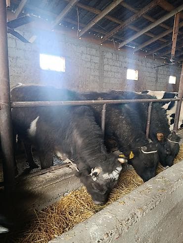 уй животных: Продаю | Бык (самец) | Алатауская | На откорм | Привязанные — 6