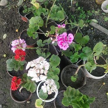 геран: Пеларгония (герань) в горшках + пеперомия вариегатная (Peperomia — 1