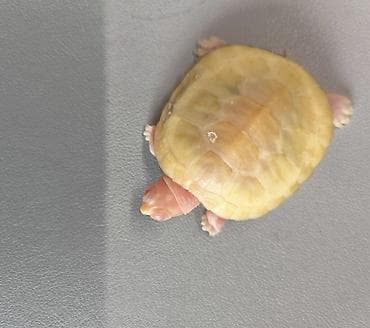 черепах: Экзотическая водная черепаха с редким окрасом «золотой » — 1