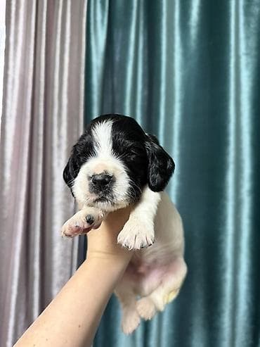 собака для ахоты: Русский охотничий спаниель! Предлагаются к бронированию щенки — 2