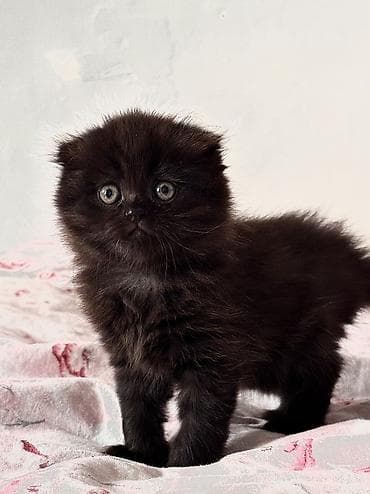 цена шотландской вислоухой кошки: Скотиш Фолд (Шотландская вислоухая), 2 месяца, Мальчик, Черный, Метис, Приучена к лотку, Проглистована — 1