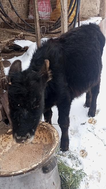 Башка жаныбарлар: Сатам | Музоо | Бордоп семиртүү үчүн | Байланган — 2