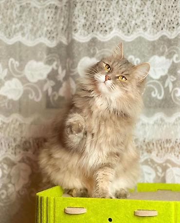 купить кошки: Коты и кошки возраст год. Стерилизованы привиты обработаны от блох — 1