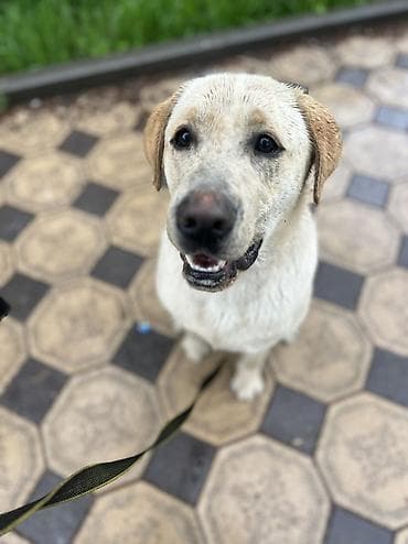 дворняга: ДРЕССИРОВКА СОБАК | ГАРАНТИЯ РЕЗУЛЬТАТА!!! Хотите послушного — 8