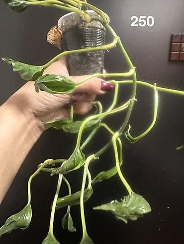 толстянка купить: Комнатные растения — мини-коллекция 1) Суккулент — 1