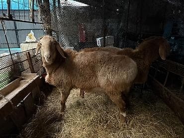 лиман браун: Продаю | Баран (самец) | Для разведения | Осеменитель — 1