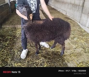бенгальская домашняя кошка: Продаю | Ягненок | Для разведения | Племенные — 6
