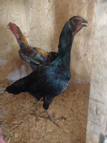 срочно в связи с переездом: Дакан мекиштер сатылат активный алмашу жолдору бар адрес Заря Тынчтык — 6