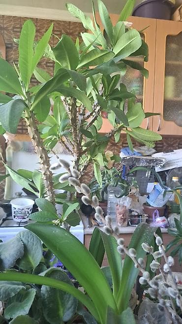 растения аквариумные: Подаются детки этой Лилии - 250с, детки махровой белой фиалки -цветут — 3