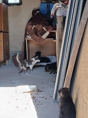 рысь кошка: Продаю Щенков — 4