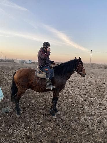 кальций для животных: 4 асый . Рост 165 Казан улак жана жер улак бар. Ортонун аты Буттары — 9