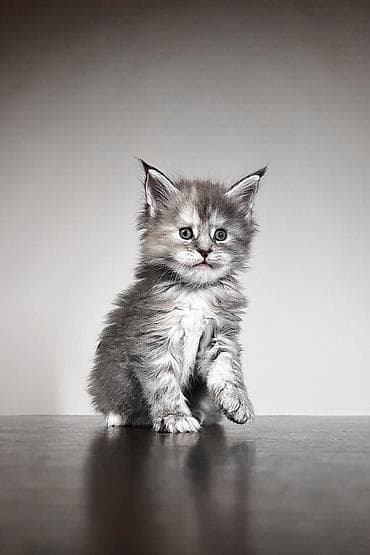 scottish fold: Мейн-кун, 2 месяца, Девочка, Голубой — 1