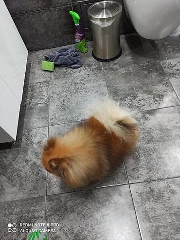 русский охотничий спаниель купить: Шпиц, 2 года, Самец — 2