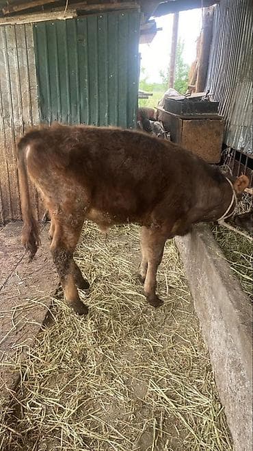 волчьи зубы: Продаю | Тёлка | На откорм | Привязанные — 2