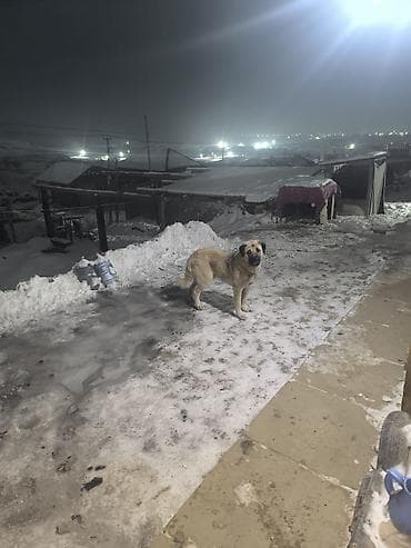 лайка шенки: Крупная сторожевая собака на привязи. - Порода: крупный тип — 3