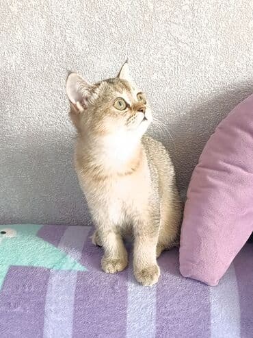 сухое молоко для животных: Скотиш Страйт (Шотландская прямоухая), 3 месяца, Девочка — 7