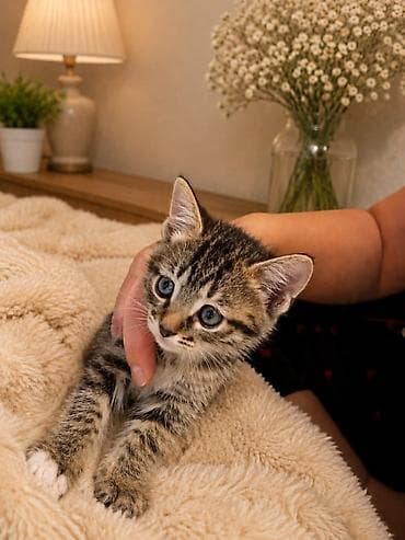 Котятки девочки 1.5 месяцев. бесплатно . Бишкек недалеко от Вефы. к