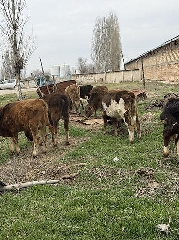 кел кел: Сатам | Бука (эркек) | Аргын, Голштин, Алатоолук — 3