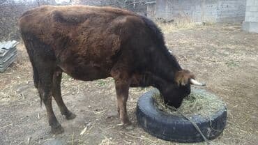 декоративные животные: Продаю | Корова (самка) | Для молока — 1